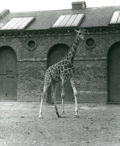 Female Giraffe Maud, Standing in the Paddock Outside the Giraffe House, London Zoo, 1923 by Frederick William Bond